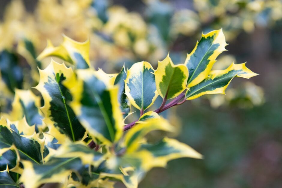 holly 'Madame Briot'