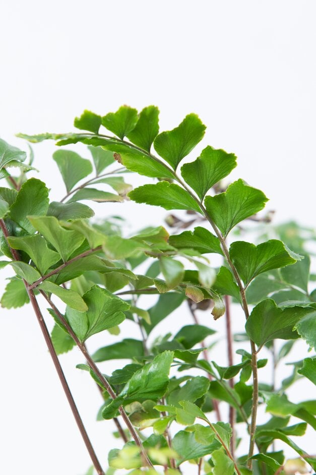 tree maidenhair fern