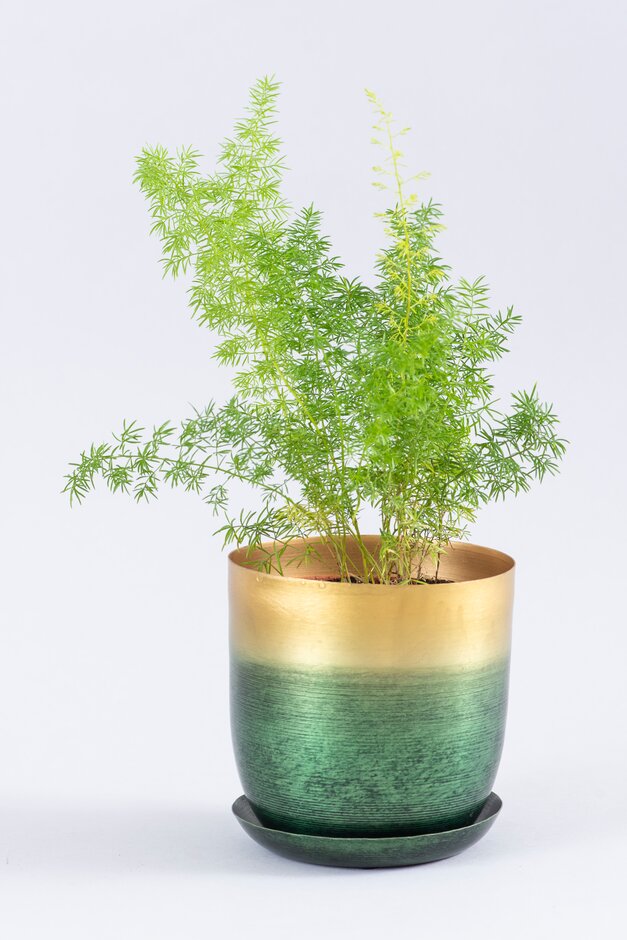 plume asparagus
