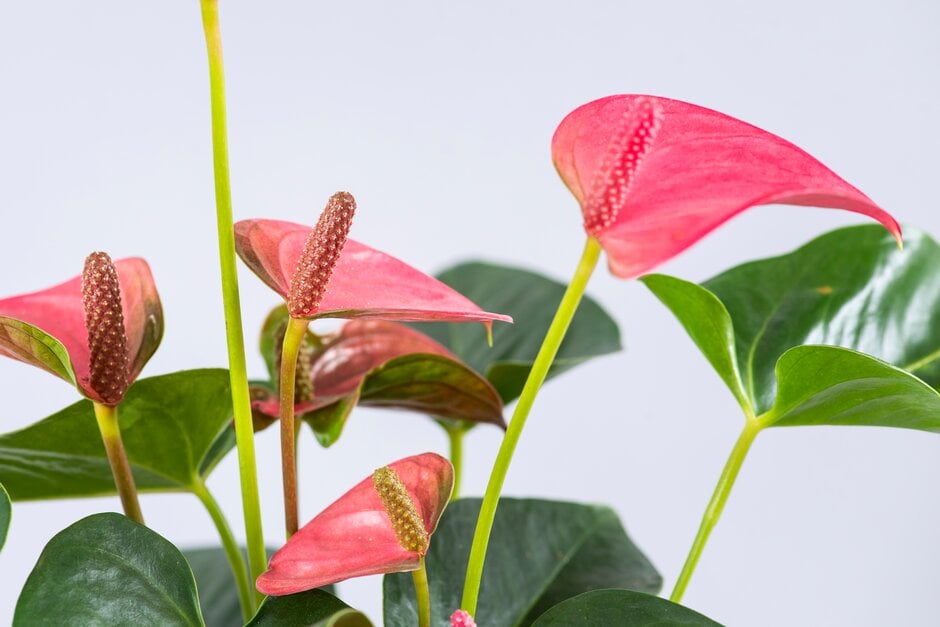 flamingo flower [Pink Champion]