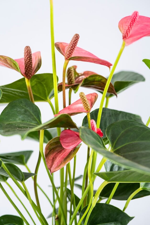 metal hanging planter Plant Hanger (Light & Airy)