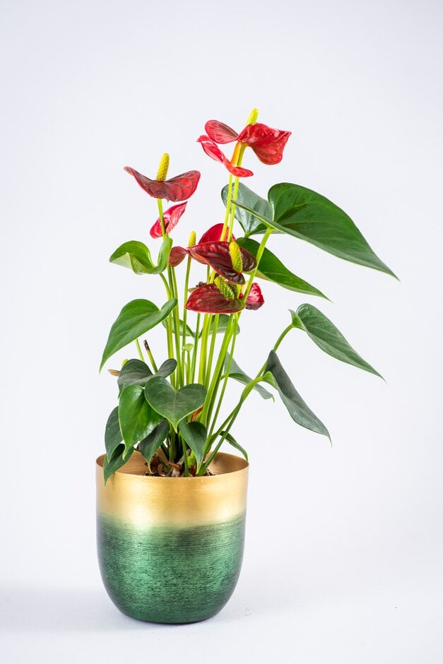 Anthurium (Andraeanum Group) Red Champion ('Anthbnena'PBR)|flamingo flower [Red  Champion]/RHS Gardening