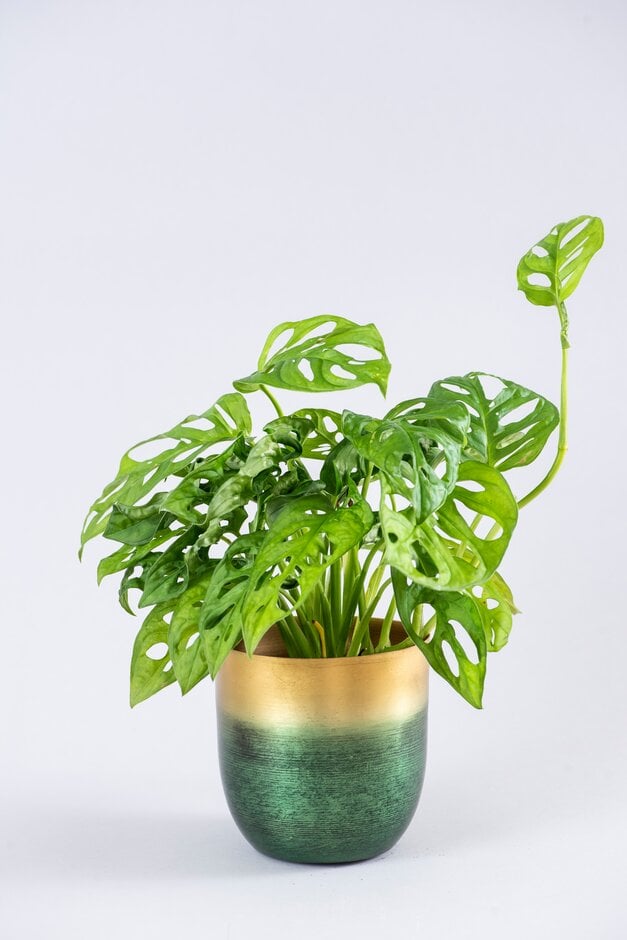 <em>Monstera</em> 'Monkey Mask'