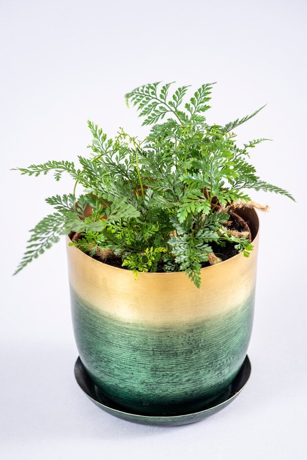 bear's foot fern