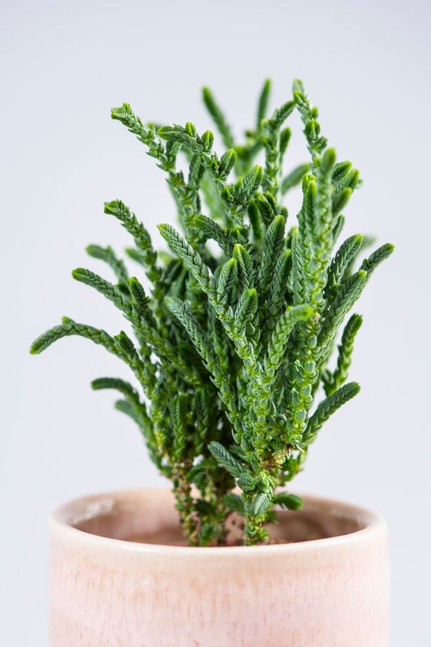 rat tail cypress