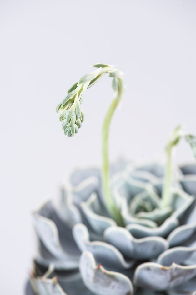 ghost echeveria