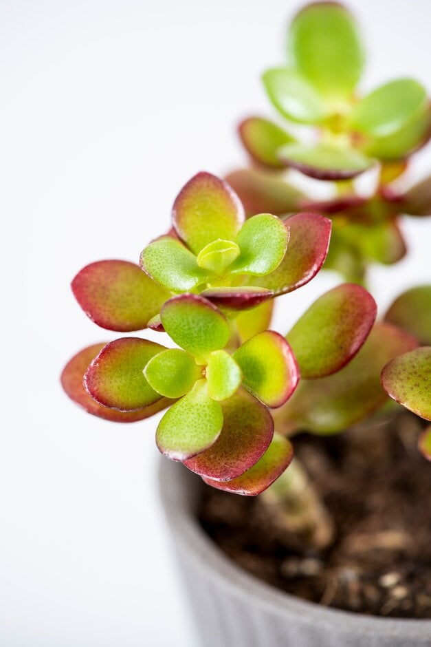 <em>Crassula</em> <em>perfoliata</em> var. <em>minor</em>