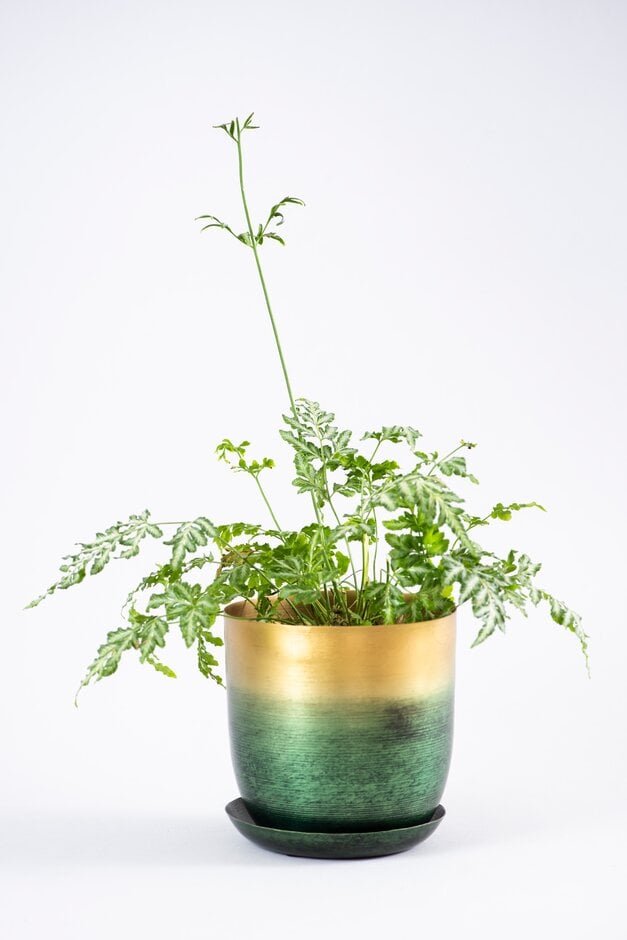 slender brake 'Evergemiensis'