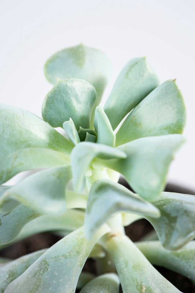 echeveria 'Cubic Frost'