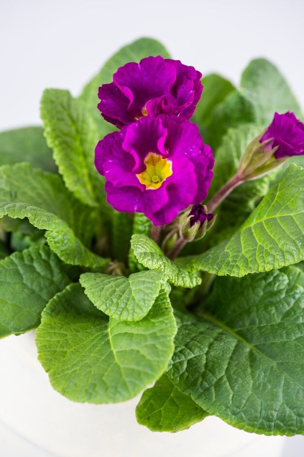 <em>Primula</em> 'Primlet Purple' (Primlet Series) (Pr/Prim)