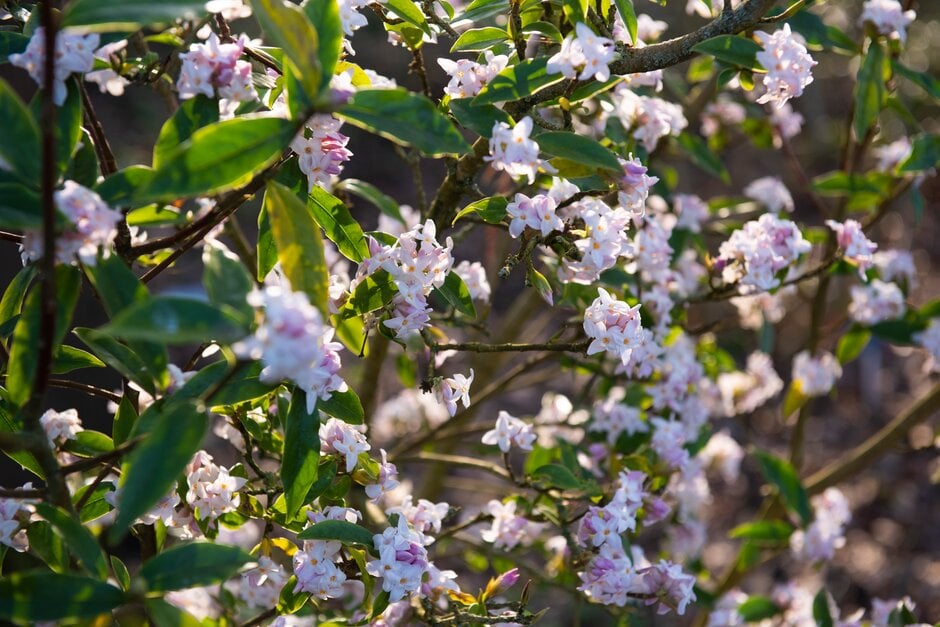 Daphne bholua Nepalese paper plant/RHS Gardening