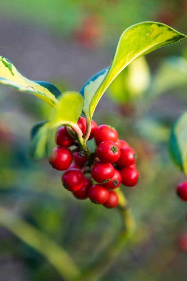 holly 'Ripley Gold'