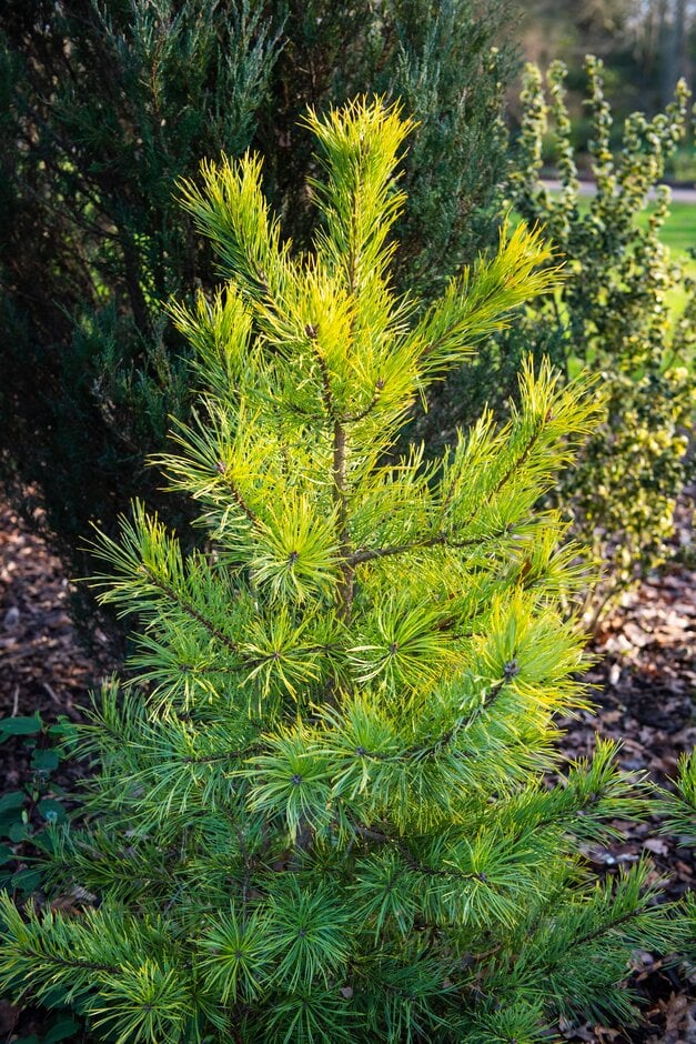 Scots pine 'Wintergold'