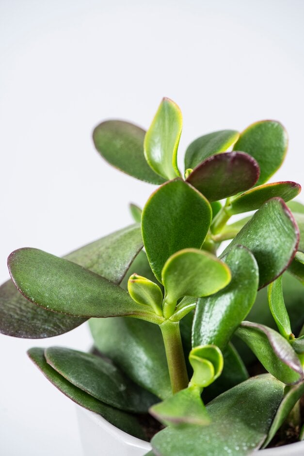 jade plant 'Hummel's Sunset'