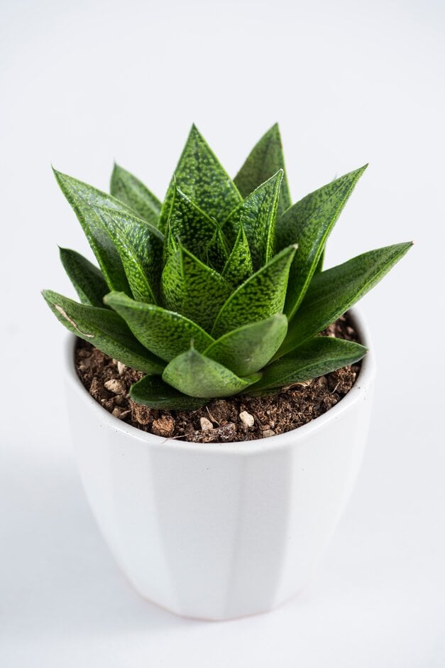 <i>Gasteria</i> 'D Tiga'