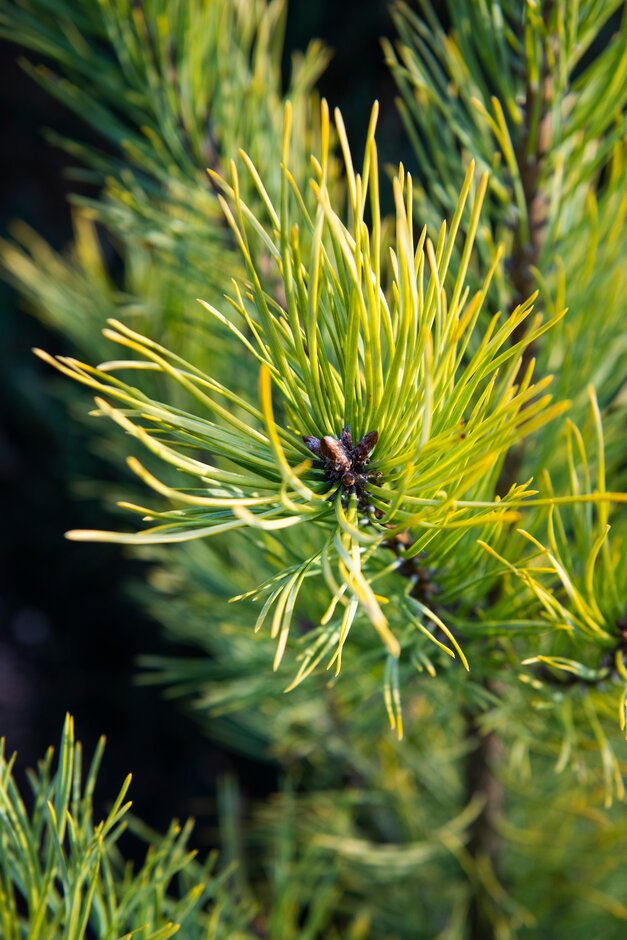 Scots pine 'Wintergold'