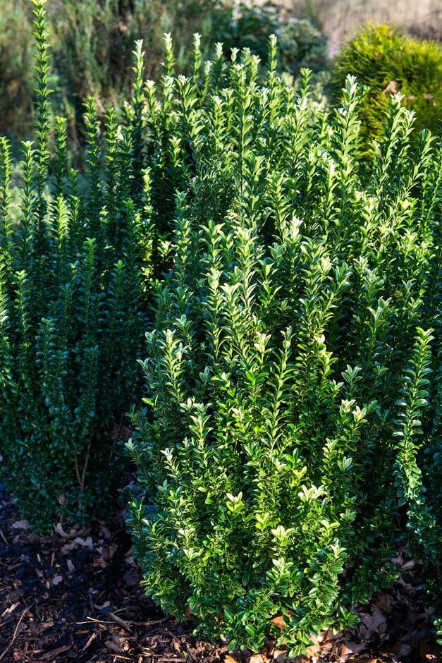 Japanese spindle 'Francien'