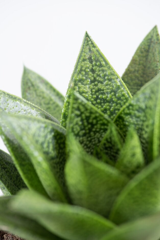 <i>Gasteria</i> 'D Tiga'