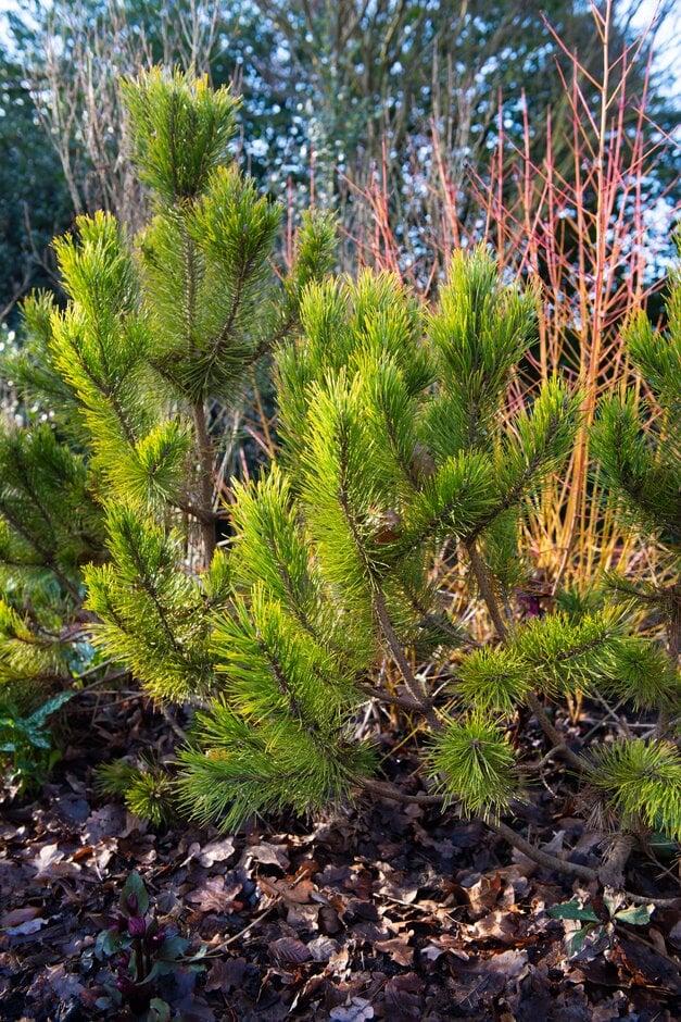 dwarf mountain pine 'Golden Glow'