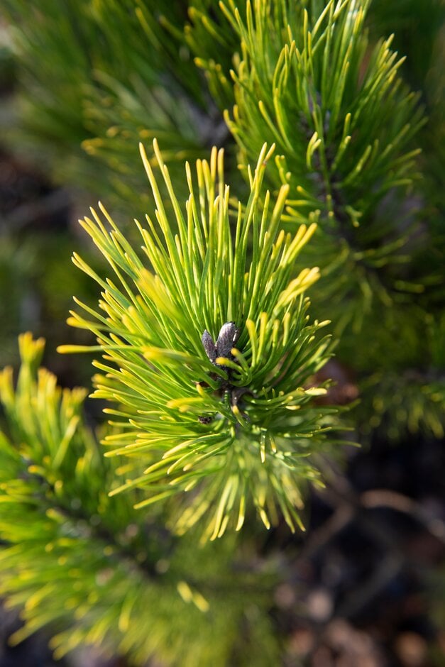 dwarf mountain pine 'Golden Glow'