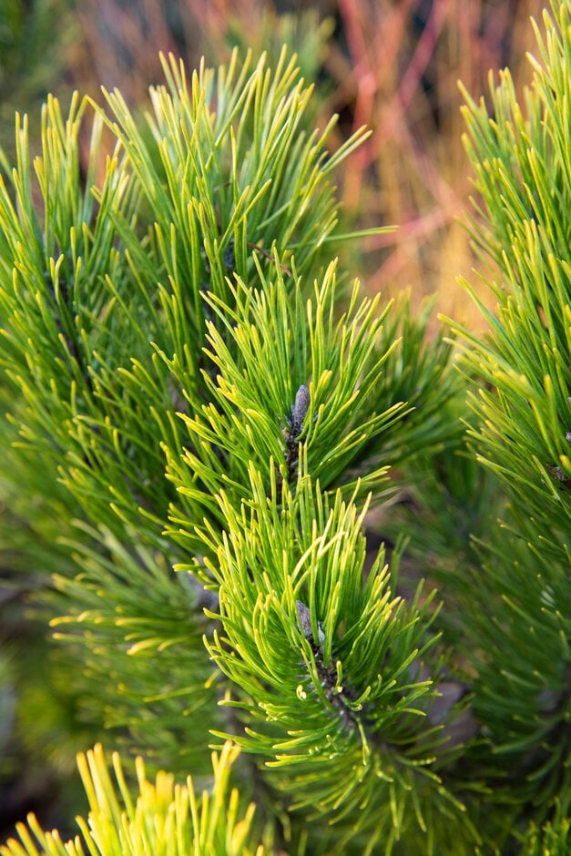 dwarf mountain pine 'Golden Glow'