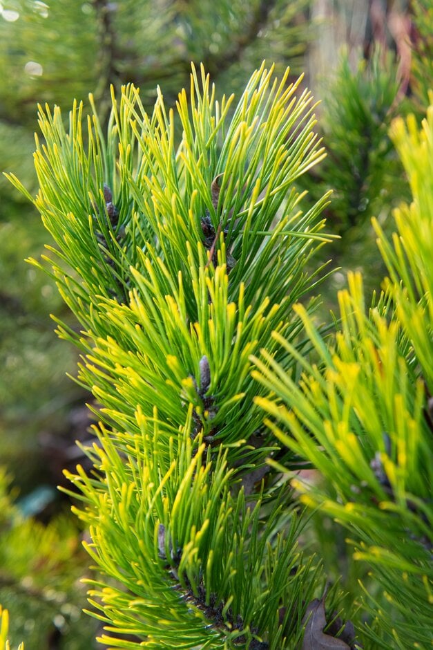 dwarf mountain pine 'Golden Glow'