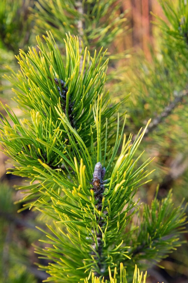 dwarf mountain pine 'Golden Glow'