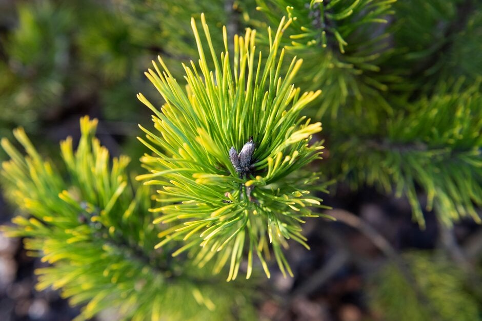dwarf mountain pine 'Golden Glow'