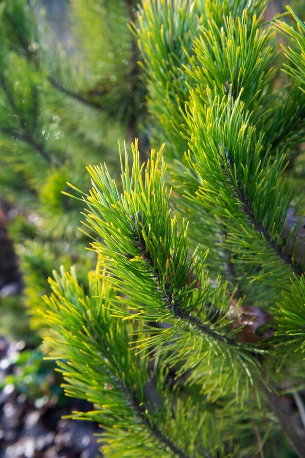 dwarf mountain pine 'Golden Glow'