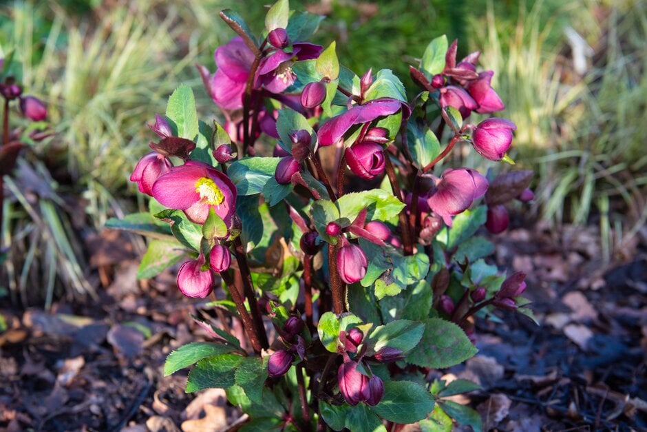 Helleborus (Rodney Davey Marbled Group) [Anna's Red] = 'Abcrd02' (PBR ...