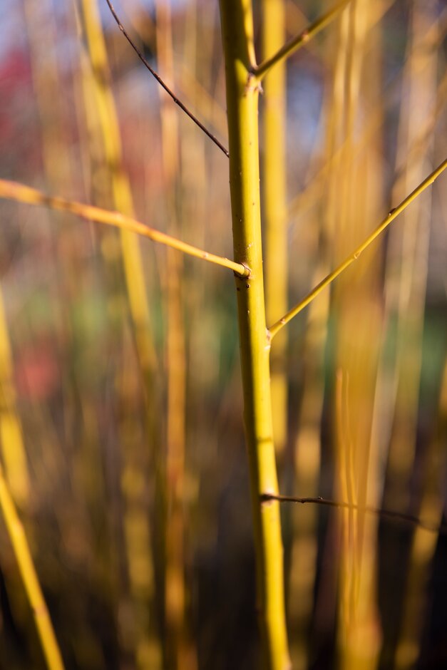 <i>Salix</i> <i>alba</i> var. <i>vitellina</i> 'Britzensis' nova