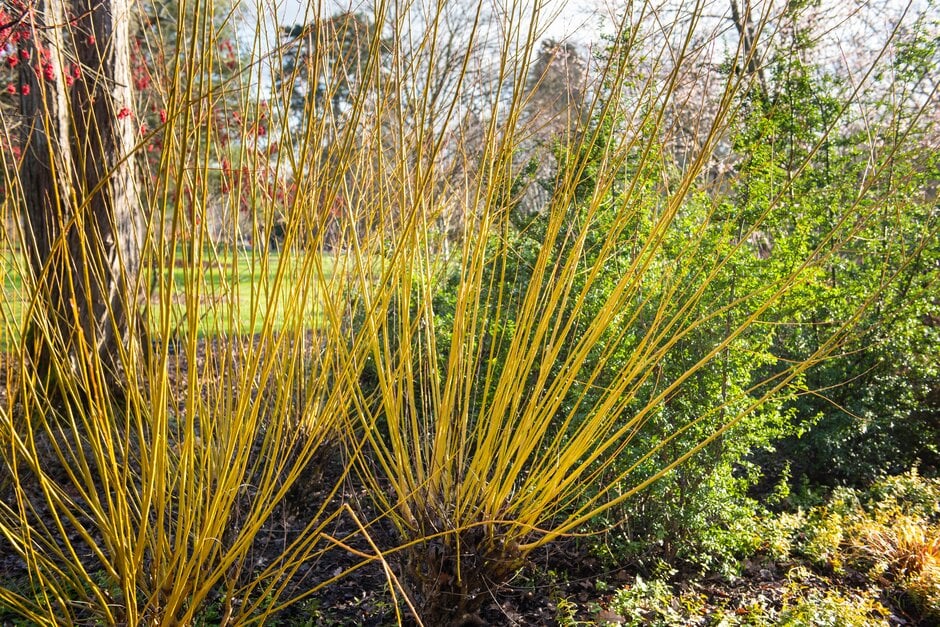 <i>Salix</i> <i>alba</i> var. <i>vitellina</i> 'Britzensis' nova
