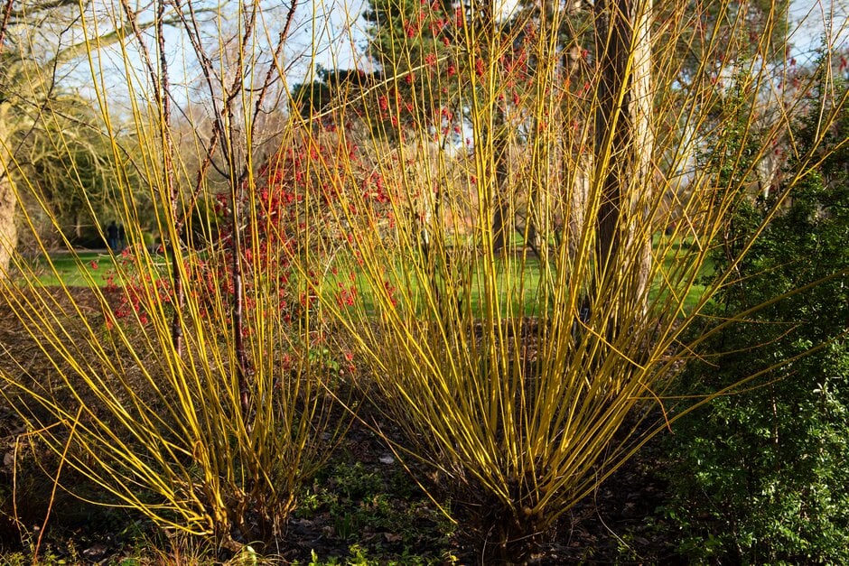<i>Salix</i> <i>alba</i> var. <i>vitellina</i> 'Britzensis' nova