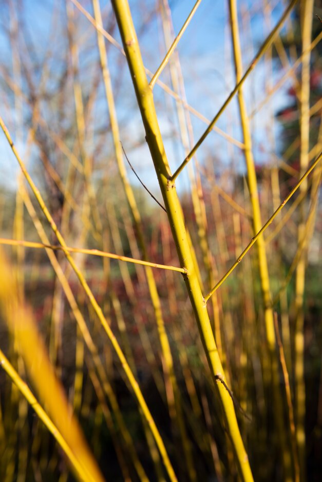 <i>Salix</i> <i>alba</i> var. <i>vitellina</i> 'Britzensis' nova