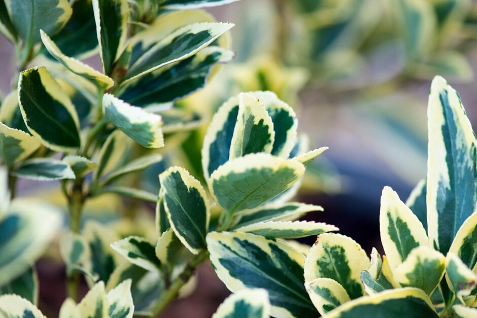 spindle 'Bravo'