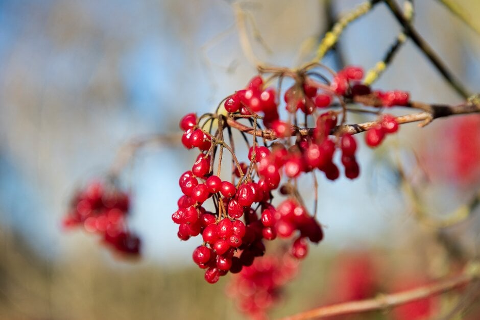birchleaf viburnum