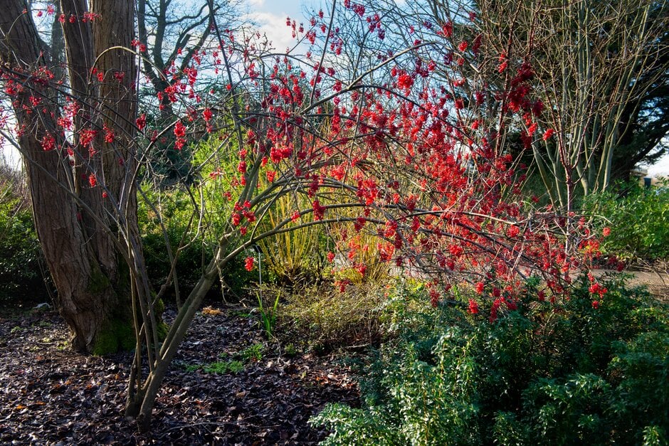 birchleaf viburnum