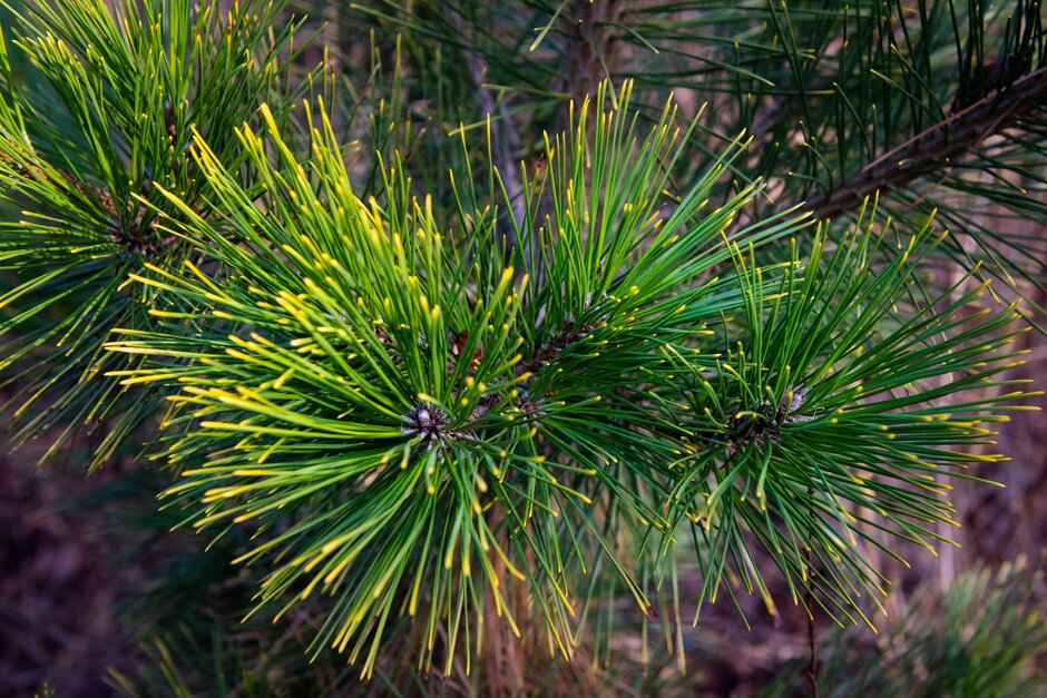 Japanese black pine 'Ogon'