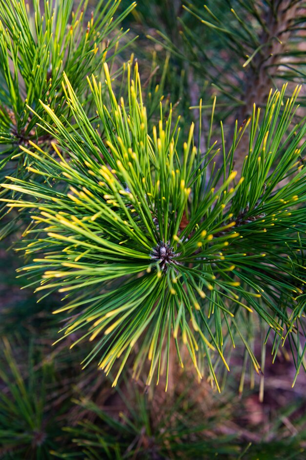 Japanese black pine 'Ogon'