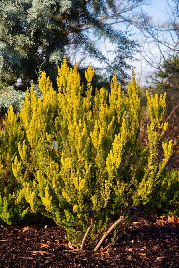 tree heath 'Albert's Gold'