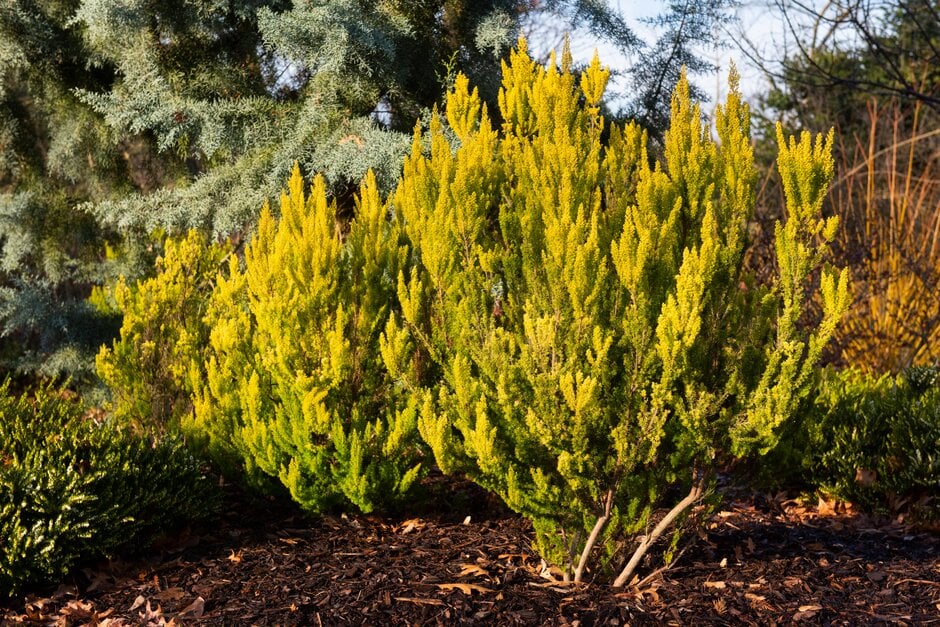 tree heath 'Albert's Gold'