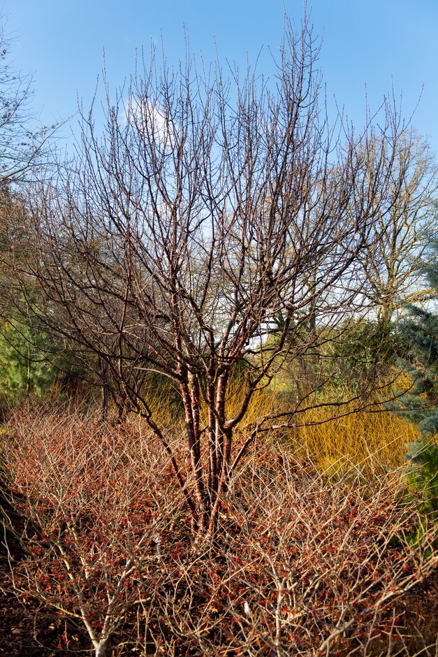Tibetan cherry
