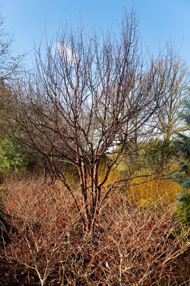 Tibetan cherry