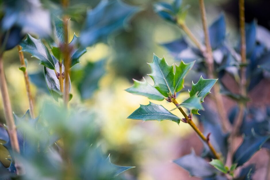 holly olive 'Gulftide'