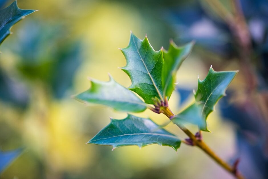 holly olive 'Gulftide'