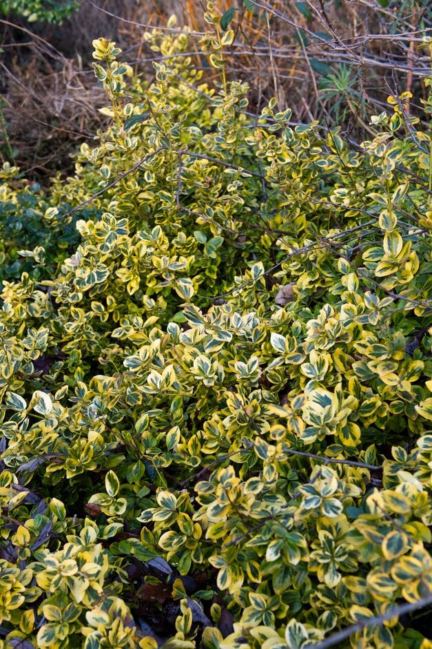 spindle 'Sunshine'