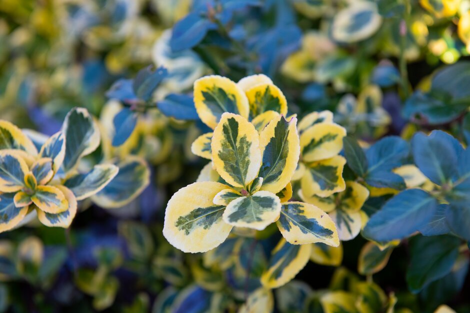 spindle 'Sunshine'