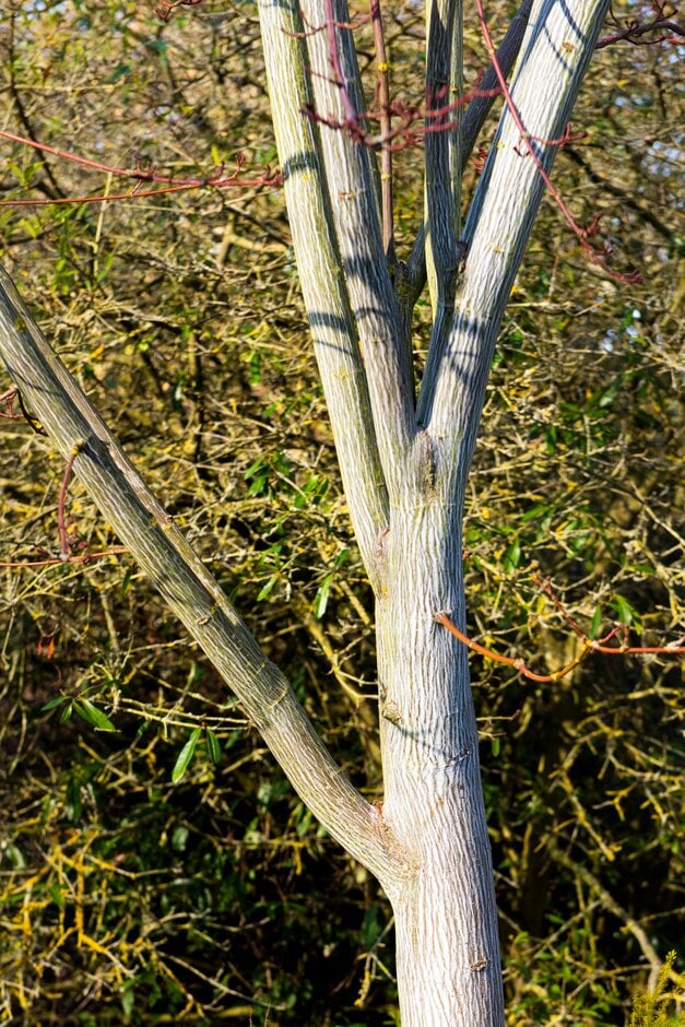 Père David's maple [Viper]