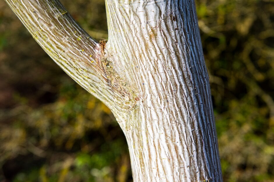 Père David's maple [Viper]
