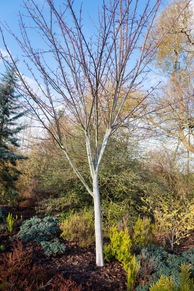 Père David's maple [Viper]